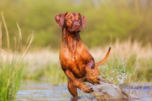 rhodesian ridgeback mit athletischem körper