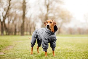 rhodesian ridgeback im winter mit mantel