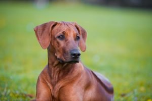 rhodesian ridgeback liegend