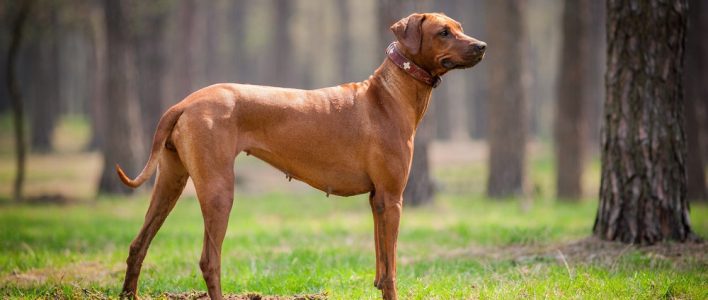 rhodesian ridgeback wald