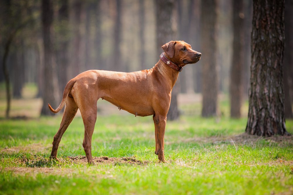 rhodesian ridgeback wald