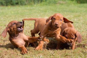 3 rhodesian ridgeback welpen spielen auf wiese