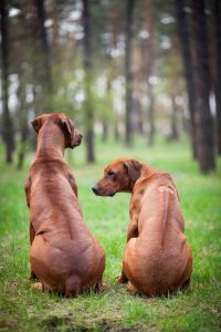 2 rhodesian ridgeback sitzen, kamm gut sichtbar