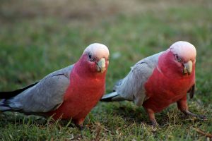 Ein Paar Rosakakadus auf Wiese