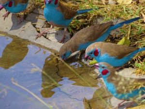 Schmetterlings-Fink beim trinken