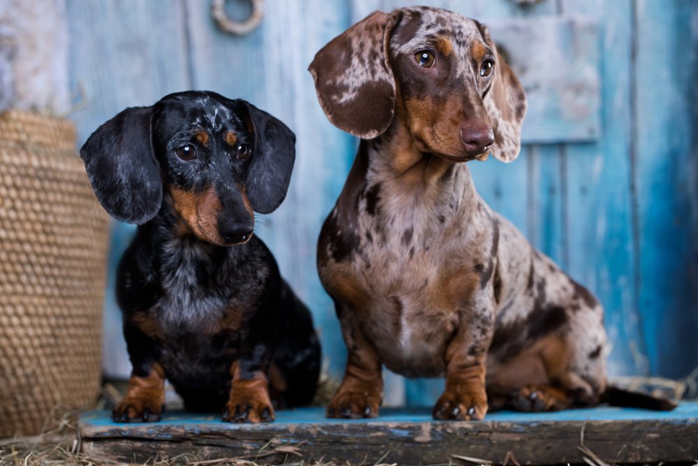 Dackel Alles über Wesen, Haltung und Pflege des kleinen Jagdhundes