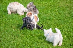 Spielende Welpen in der Hundeschule 