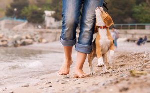 Hund gehorcht Herrchen im Urlaub am Strand