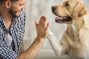 High Five zwischen Hund und Herrchen