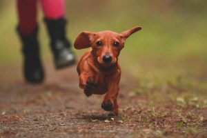 Dachshund Rot Kurzhaar