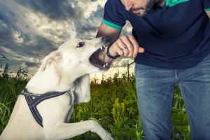 Hund beißt aggressiv