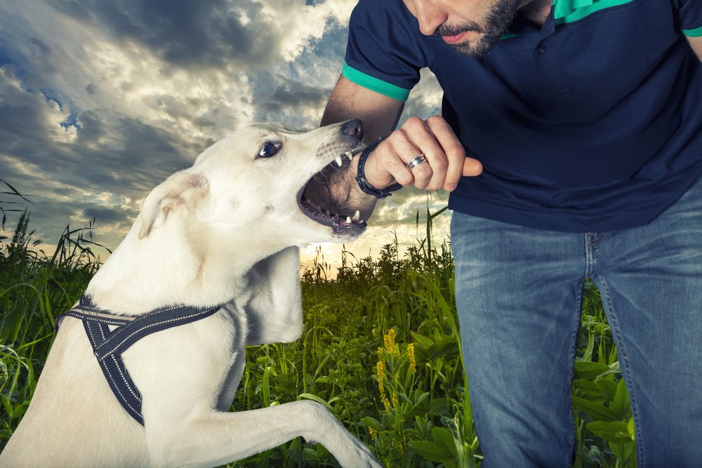 Hundeerziehung Tipps zum Umgang mit Welpen und Junghunden