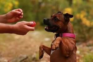 Clicker ohne leckerli kommandos