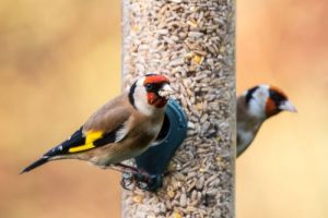 Futterstelle für Gartenvögel im Garten