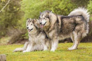 der alaskan malamute ist sehr groß