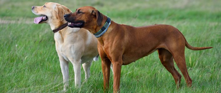 zwei große hunde natur