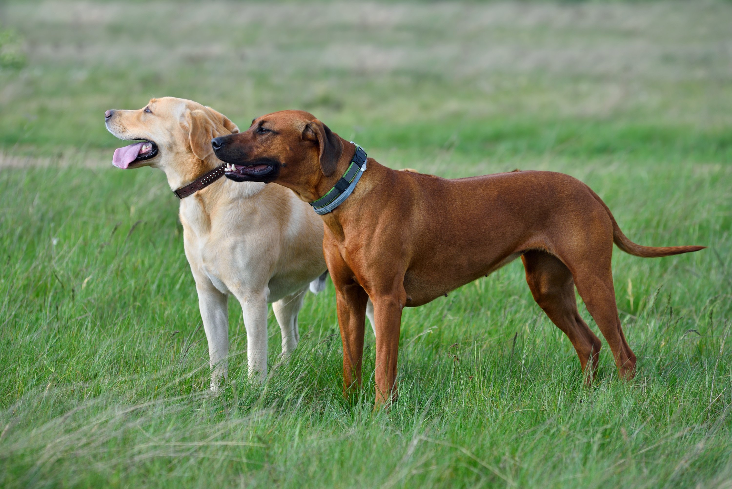 zwei große hunde natur