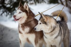 huskys polarhunde unterschiedliche farben