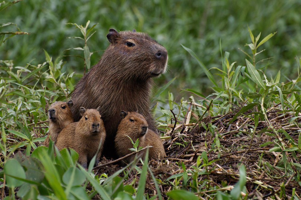 Baby-Capybara