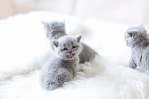 Graue Baby Katzen auf weißer Decke