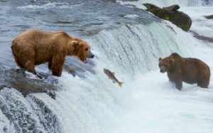 Bär im Wasser