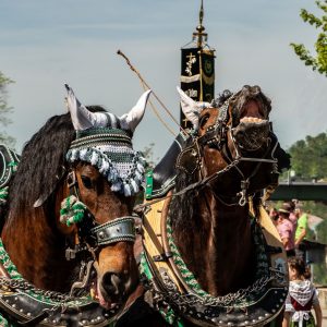 Kaltblut Geschirr Hengst Stute