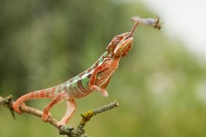 ein rotes chamäleon fängt nahrung mit zunge