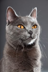 chartreux kartäuser lächelnd