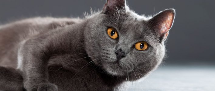 chartreux kartäuser liegend