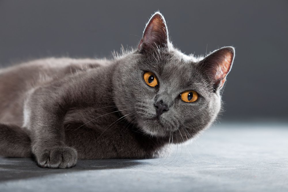 chartreux kartäuser liegend