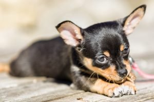 Welpen mini chihuahua kurzhaar Chihuahuas vom