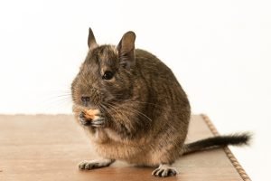 Degu isst