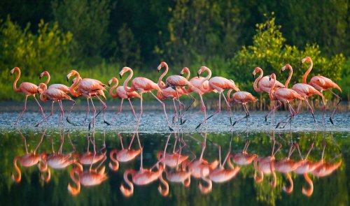 Flamingo
