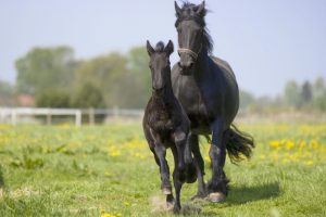 Friesenfohlen mit stute auf gestüt eines züchters