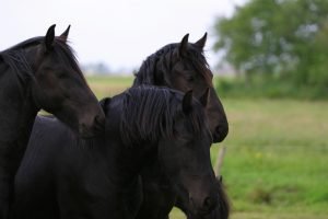 mehrere friesen auf einer wiese