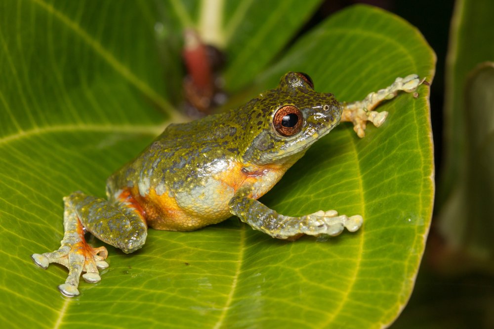 Grüner Frosch auf einem Blatt