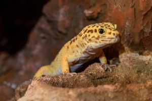 leopardgecko klettert auf felsimitat