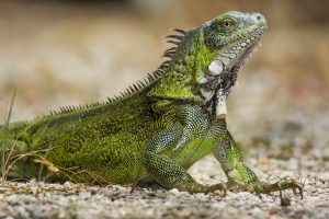 gruener leguan hebt den hals