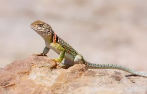 halsbandleguan sonnt sich auf stein