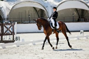 hannover sind beliebte sportpferde für die dressur