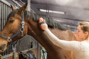 frau bürstet warmblut pferd in pferdebox