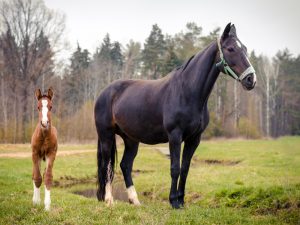 schwarze hannoveraner zuchtstute mit fohlen auf wiese