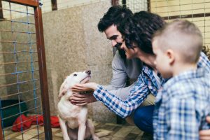 adoption eines hundes durch eine familie in der hundevermittlung