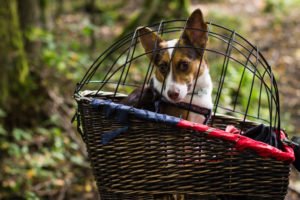 Schutzgitter Hunde-Fahrradkorb