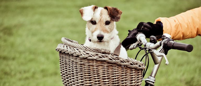 hundefahrradkorb test