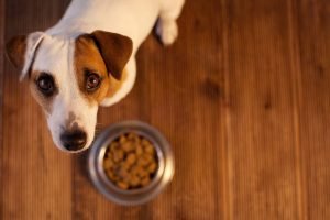 hund mit vollem napf will nicht fressen