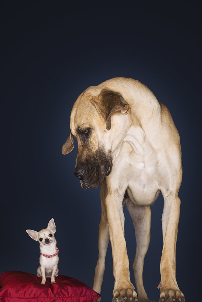Hund Tipps zur Auswahl und Haltung des besten Freundes der Menschen