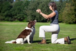 hunde werden von hundetrainerin auf wiese erzogen