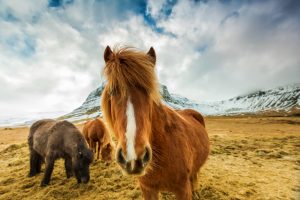 3 isländer in island vor einem schneebedeckten Berg