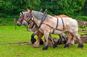 Pferd Rasse Geschirr Halfter Hengst Wallach Stute